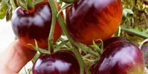 Borovnica paradajz: karakteristike i opis sorte