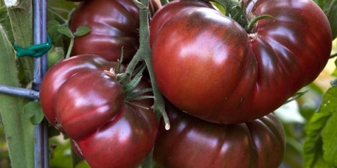 Paradajz crni bizon: opis sorte, fotografije, recenzije