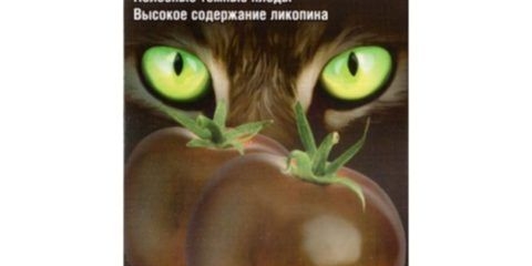 Paradajz crna mačka f1: karakteristike i opis sorte, recenzije