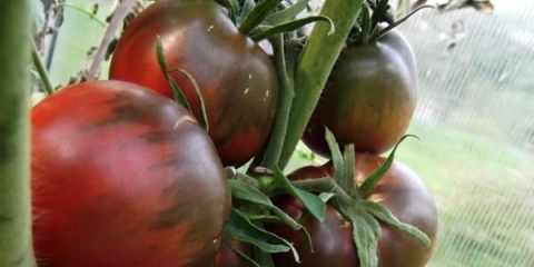 Crni princ od paradajza