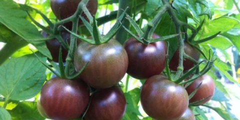 Paradajz od tamne čokolade: recenzije + fotografije