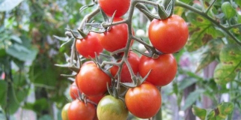 Cherry blossom paradajz