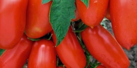 Lapwing paradajz: recenzije, fotografije