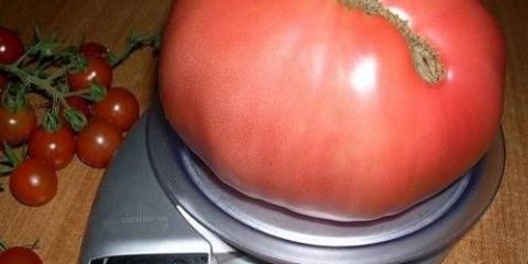 Čudo zemlje od paradajza: opis sorte, fotografije, recenzije
