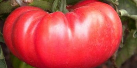 Paradajz dobrynya nikitich