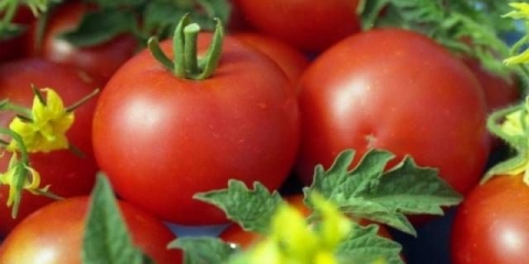 Gina paradajz tst: karakteristike i opis sorte, recenzije
