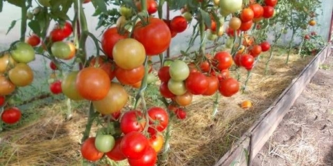 Paradajz evpator: karakteristike i opis sorte