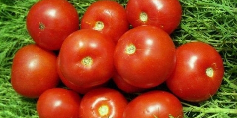 Omiljeni paradajz: karakteristike i opis sorte