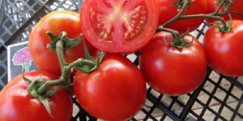 Završna obrada paradajza: karakteristike i opis sorte