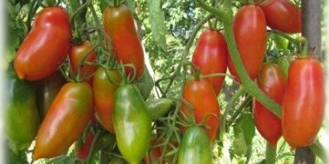 Francuski paradajz grožđa: karakteristike i opis sorte