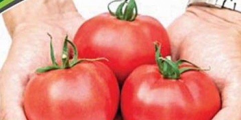 Paradajz vojvotkinja ukusa: fotografija, opis, recenzije