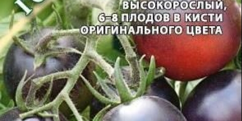 Plava laguna rajčice: opis sorte, fotografija, recenzije