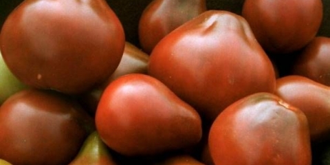 Kruška paradajza: karakteristike i opis sorte