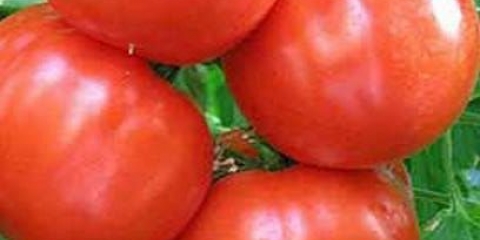 Khlynovsky paradajz f1: recenzije, fotografije