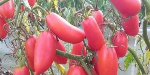 Khokhloma paradajz: recenzije, fotografije