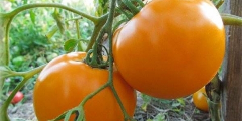 Persimmon paradajz: opis sorte, fotografije, recenzije