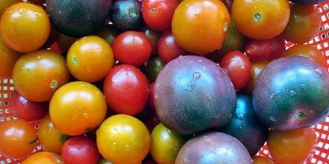 Indigo ruža paradajz: karakteristike i opis sorte