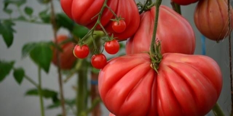 Paradajz od ružičaste smokve: recenzije, fotografije