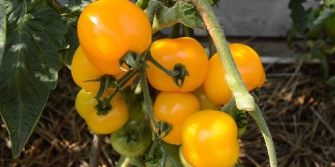 Amber paradajz: karakteristike i opis sorte