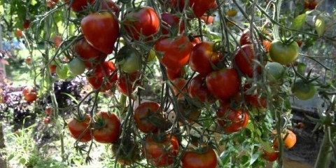 Godišnji paradajz tarasenko: recenzije + fotografije