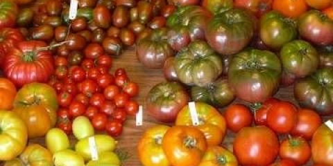 Casanova paradajz: karakteristike i opis sorte