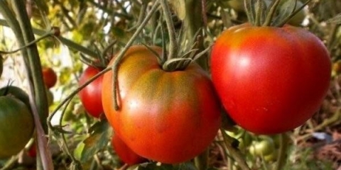 Vukovi kosmonauti paradajza: karakteristike i opis sorte