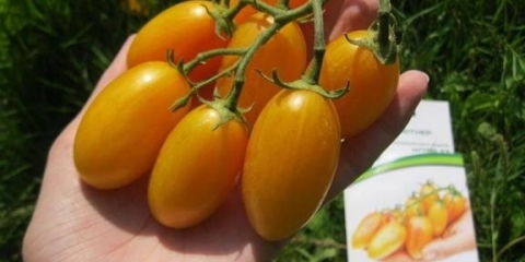 Kotya paradajz: karakteristike i opis sorte