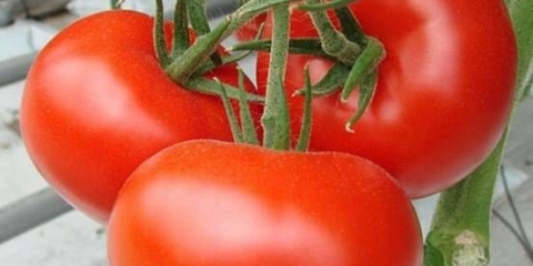 Krasnobay paradajz: karakteristike i opis sorte