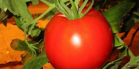 Paradajz crveni pijetao: karakteristike i opis sorte