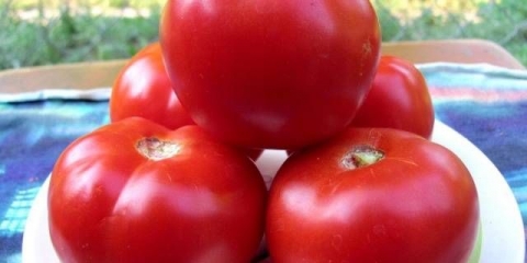 Paradajz crveni crveni f1: recenzije, fotografije
