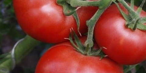 Lutka od rajčice f1: opis, fotografija, recenzije