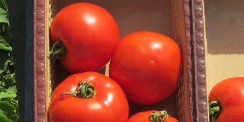 Gurmanski paradajz: opis sorte, fotografije, recenzije