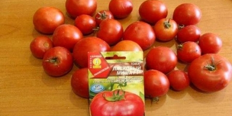 Ljubazni misha paradajz - karakteristike i opis sorte