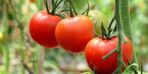 Tomato lyrics