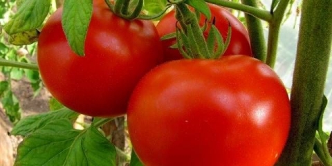 Tomato lyudmila