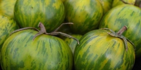 Kutija od malahita rajčice: karakteristike i opis sorte