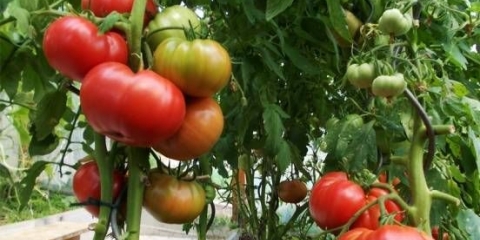 Tomato robin: recenzije + fotografije