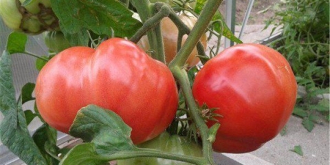 Paradajz malina slon: karakteristike i opis sorte