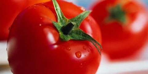 Manych paradajz: karakteristike i opis sorte