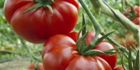 Marmande od paradajza: karakteristike i opis sorte