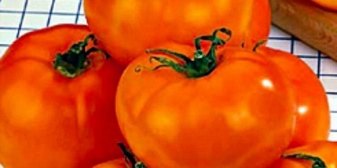 Paradajz marmelada: karakteristike i opis sorte