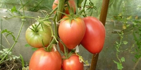 Mazarini paradajz: karakteristike i opis sorte