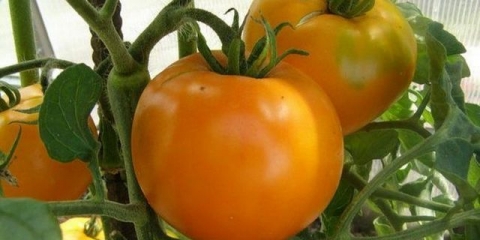 Paradajz medeni div: karakteristike i opis sorte