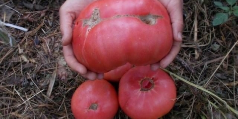 Medeni paradajz: opis, recenzije