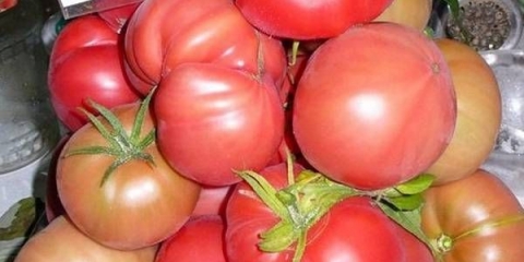 Mikado paradajz: crni, sibiriko, crveni