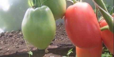 Čaše za paradajz minusinsk: roze, narandžaste, crvene