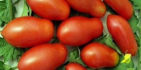 Moskovska poslastica od paradajza: recenzije, fotografije, prinos