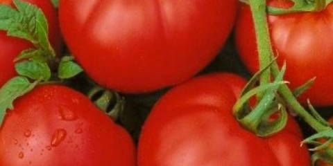 Tomato muscovite: recenzije, fotografije