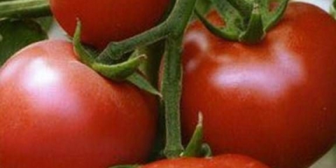 Tomato hope f1: recenzije + fotografije