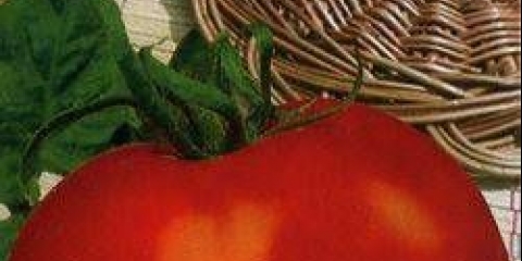 Paradajz nikola: recenzije + fotografije